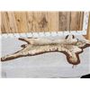 Image 1 : Bobcat Rug Taxidermy