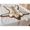 Image 3 : Bobcat Rug Taxidermy
