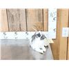 Image 4 : Bunnylope Full Body Taxidermy Mount