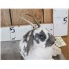 Image 5 : Bunnylope Full Body Taxidermy Mount