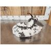 Image 6 : Bunnylope Full Body Taxidermy Mount