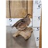 Image 4 : Quail Full Body Bird Taxidermy