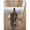 Image 5 : Quail Full Body Bird Taxidermy