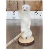 Image 2 : White Weasel Full Body Taxidermy Mount