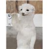 Image 3 : White Weasel Full Body Taxidermy Mount