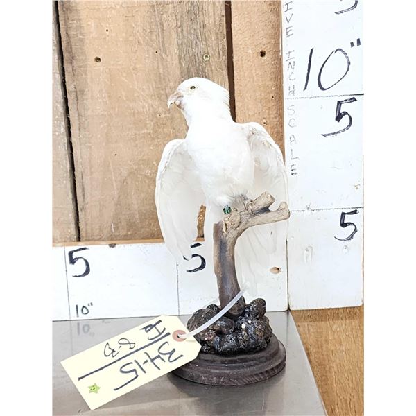 Hybrid White Parrot Full Body Bird Taxidermy
