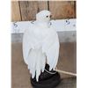 Image 3 : Hybrid White Parrot Full Body Bird Taxidermy