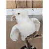 Image 4 : Hybrid White Parrot Full Body Bird Taxidermy