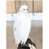 Image 5 : Hybrid White Parrot Full Body Bird Taxidermy