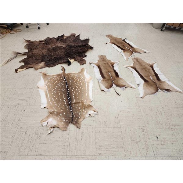 Taxidermy Tanned Animal Skin Lot