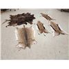 Image 1 : Taxidermy Tanned Animal Skin Lot