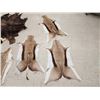 Image 2 : Taxidermy Tanned Animal Skin Lot