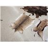Image 3 : Taxidermy Tanned Animal Skin Lot