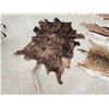 Image 4 : Taxidermy Tanned Animal Skin Lot