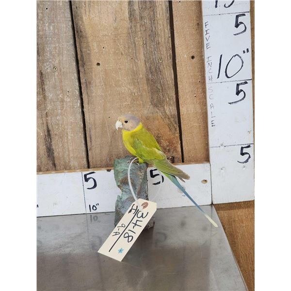 Female Plum Headed Parakeet Full Body Bird Taxidermy