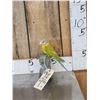 Image 1 : Female Plum Headed Parakeet Full Body Bird Taxidermy