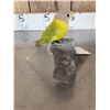 Image 3 : Female Plum Headed Parakeet Full Body Bird Taxidermy