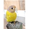 Image 4 : Female Plum Headed Parakeet Full Body Bird Taxidermy