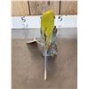 Image 5 : Female Plum Headed Parakeet Full Body Bird Taxidermy