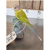 Image 6 : Female Plum Headed Parakeet Full Body Bird Taxidermy