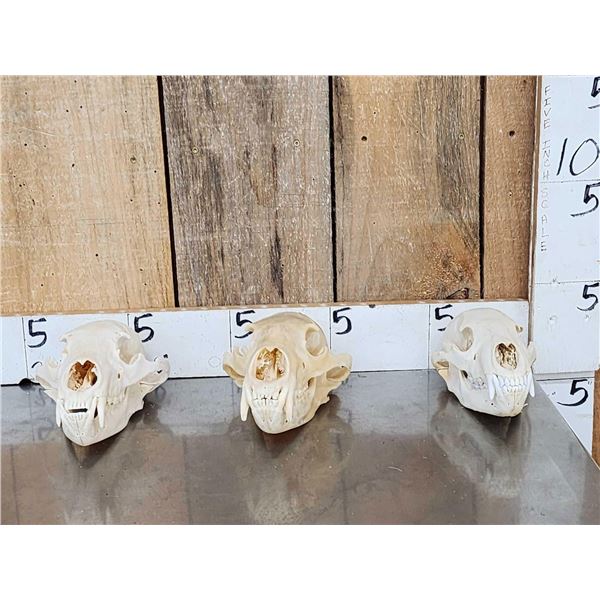 3 Black Bear Skulls Taxidermy