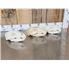 Image 5 : 3 Black Bear Skulls Taxidermy