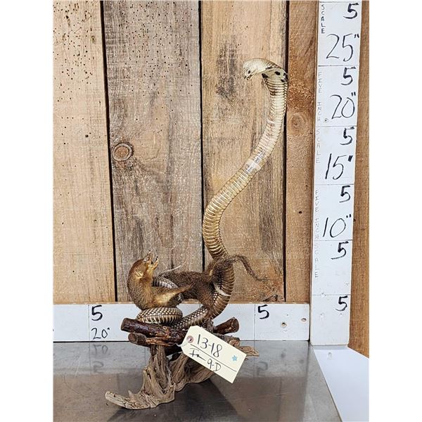 King Cobra Fighting A Mongoose Taxidermy