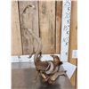 Image 4 : King Cobra Fighting A Mongoose Taxidermy