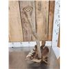 Image 5 : King Cobra Fighting A Mongoose Taxidermy