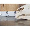 Image 2 : Horse Skull Taxidermy