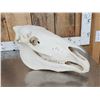 Image 4 : Horse Skull Taxidermy