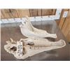 Image 5 : Horse Skull Taxidermy