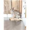 Image 2 : Bunny Rabbit Full Body Taxidermy Mount