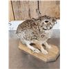 Image 3 : Bunny Rabbit Full Body Taxidermy Mount