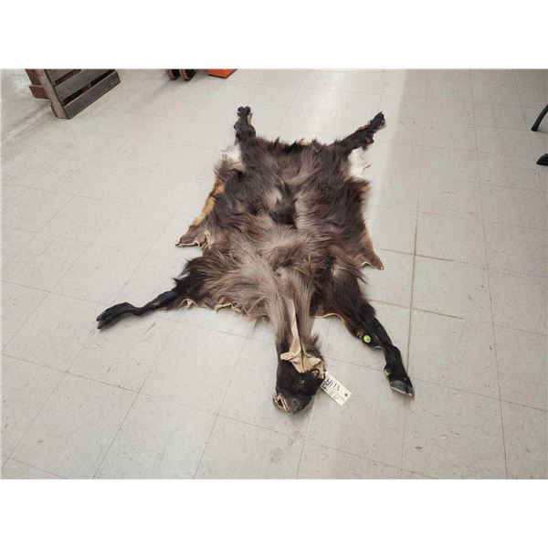 Himalayan Tahr Soft Tanned Full Body Cape Taxidermy