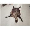 Image 1 : Himalayan Tahr Soft Tanned Full Body Cape Taxidermy
