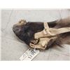 Image 3 : Himalayan Tahr Soft Tanned Full Body Cape Taxidermy