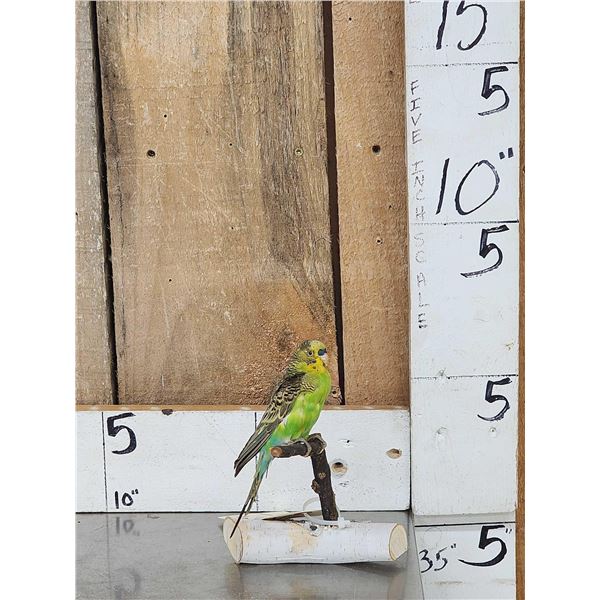Parakeet Full Body Bird Taxidermy