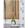 Image 1 : Parakeet Full Body Bird Taxidermy