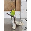 Image 2 : Parakeet Full Body Bird Taxidermy