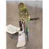 Image 4 : Parakeet Full Body Bird Taxidermy