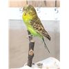 Image 5 : Parakeet Full Body Bird Taxidermy