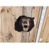 Image 2 : Black Bear Shoulder Mount Taxidermy