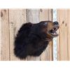 Image 3 : Black Bear Shoulder Mount Taxidermy