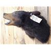 Image 4 : Black Bear Shoulder Mount Taxidermy