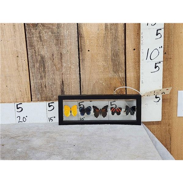 Frame Of 5 Beautiful Butterflies Taxidermy
