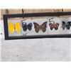 Image 2 : Frame Of 5 Beautiful Butterflies Taxidermy