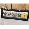 Image 5 : Frame Of 5 Beautiful Butterflies Taxidermy