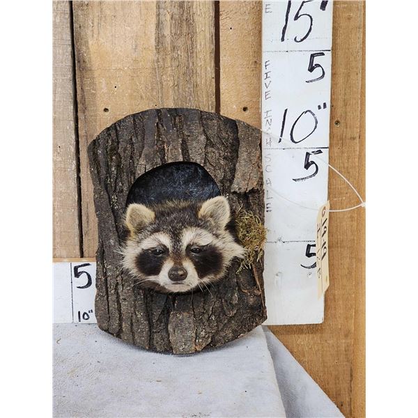 Raccoon In A Log Taxidermy