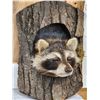 Image 2 : Raccoon In A Log Taxidermy